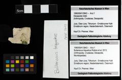 Foto (Objekt + Etiketten) von Bullariscus triquetrus (Robins et al., 2013) 